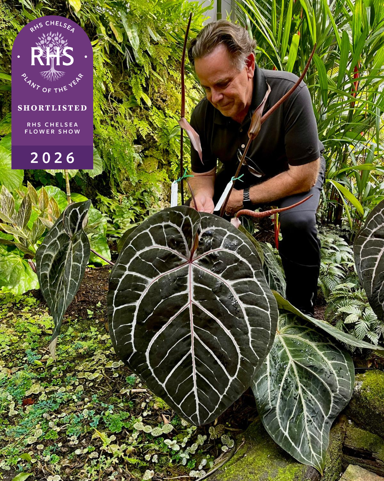 Episode 317: Anthurium Breeding Insights and more with Dr. Jeff Episode 317: Anthurium Breeding Insights and more with Dr. Jeff